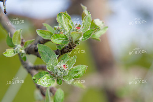 Buds on Apple Tree 146068