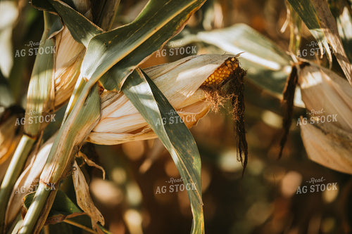 Dried Corn in Field 4739