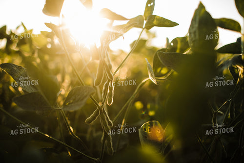 Soybean Pods at Sunrise 3274