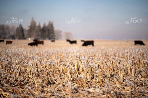 Cattle on Corn Stalks 76018