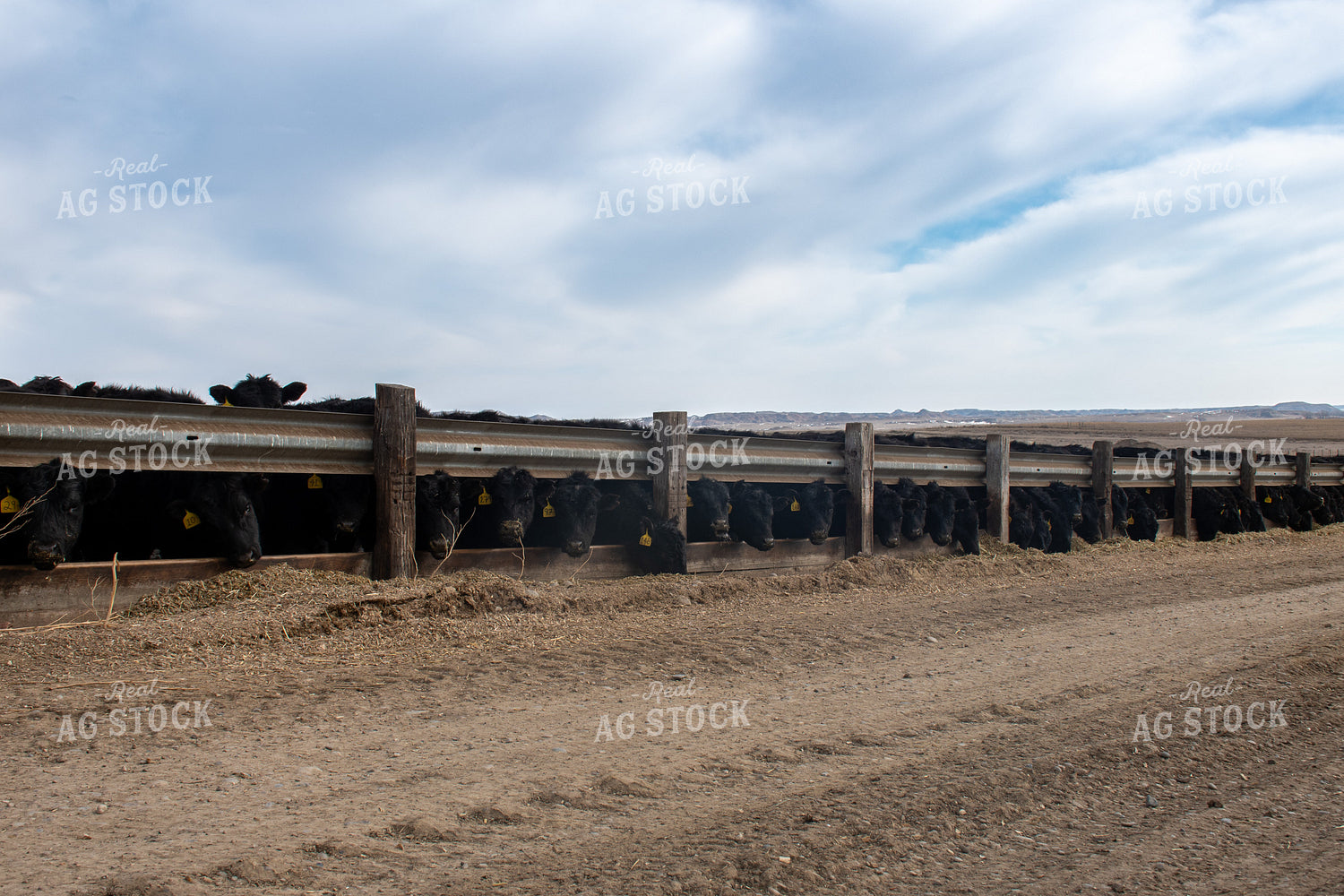 Cattle Eating Out of Trough 50348