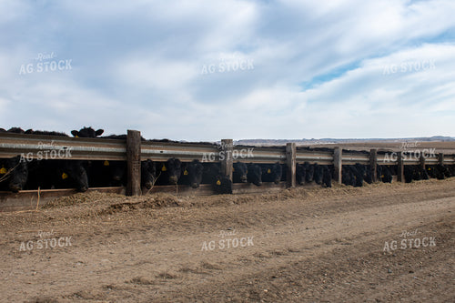 Cattle Eating Out of Trough 50348