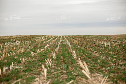 Early Growth Wheat 93016