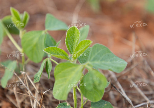 Early Growth Soybeans 79315