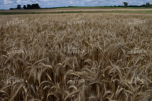 Dried Wheat Field 257009