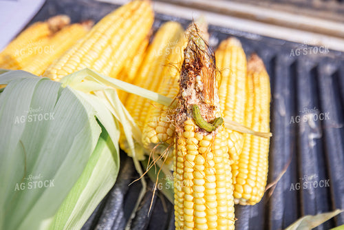 Corn Ear with Earworm 270317