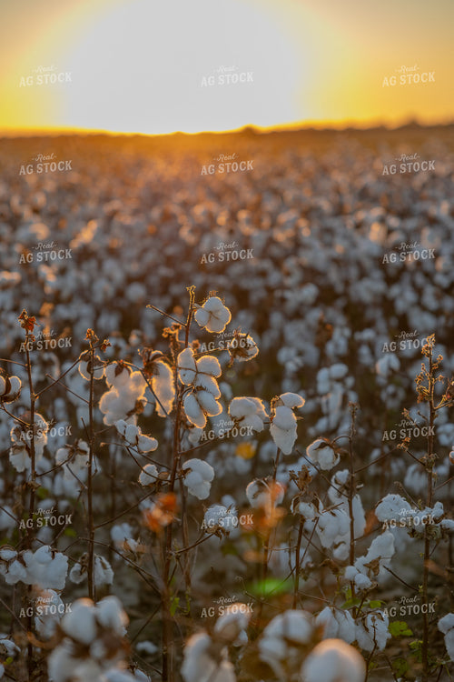 Cotton Field at Sunset 291064