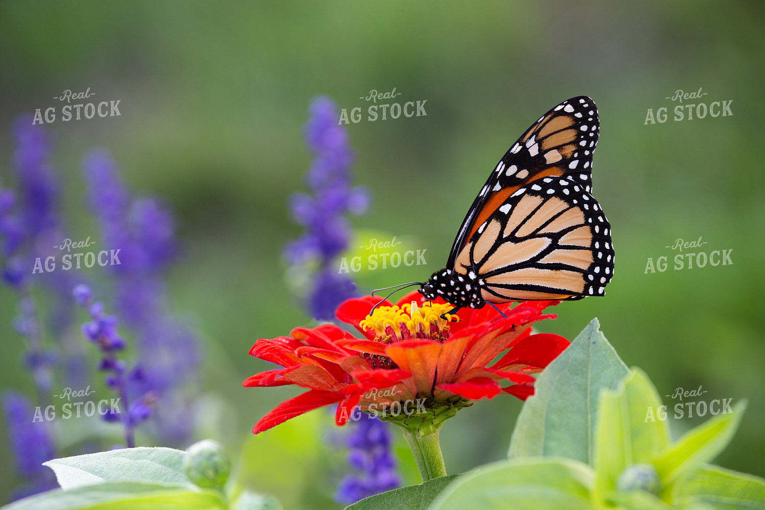 Monarch Butterfly 145015