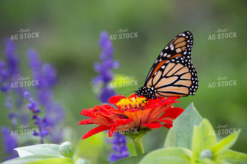 Monarch Butterfly 145015