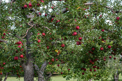 Apple Orchard 50432
