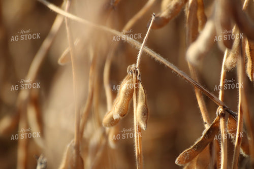 Dried Soybean Pods 82094