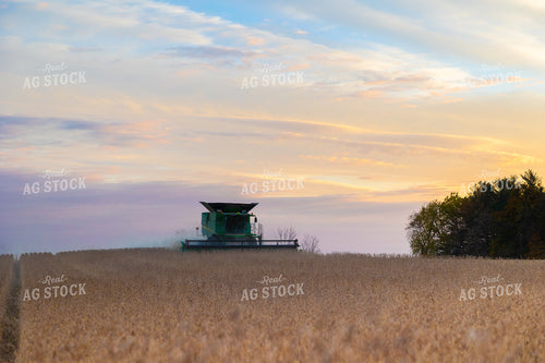 Soybean Harvest 52591