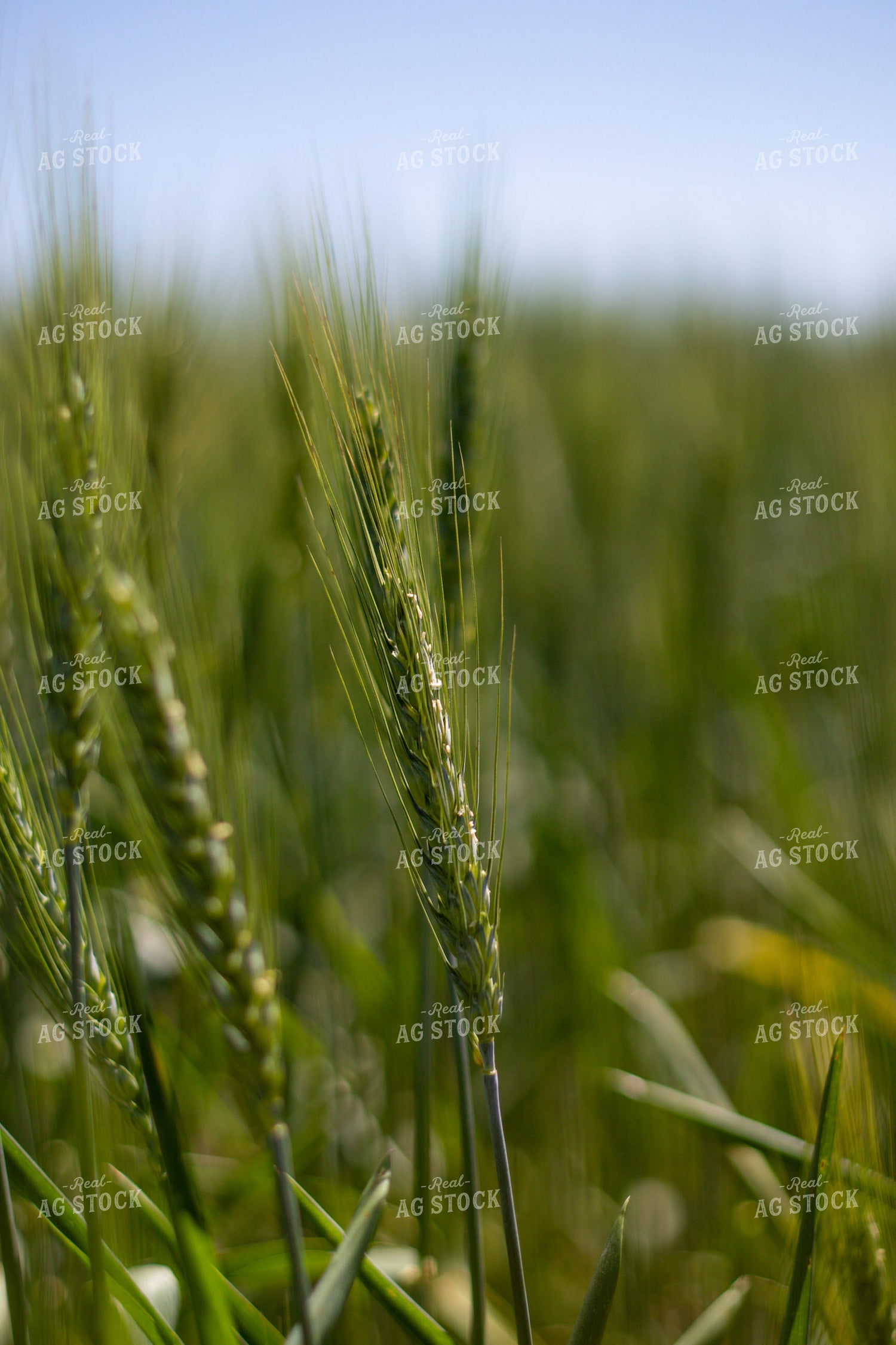 Mid-Season Wheat Field 208094