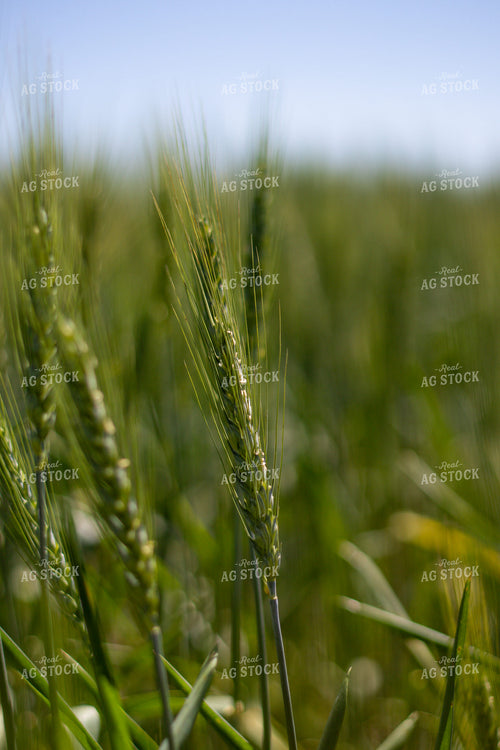 Mid-Season Wheat Field 208094