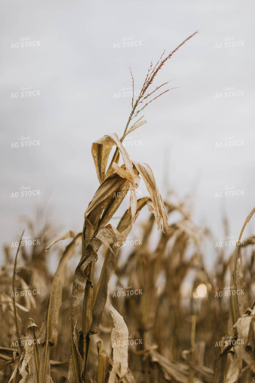 Dried Cornfield 8575