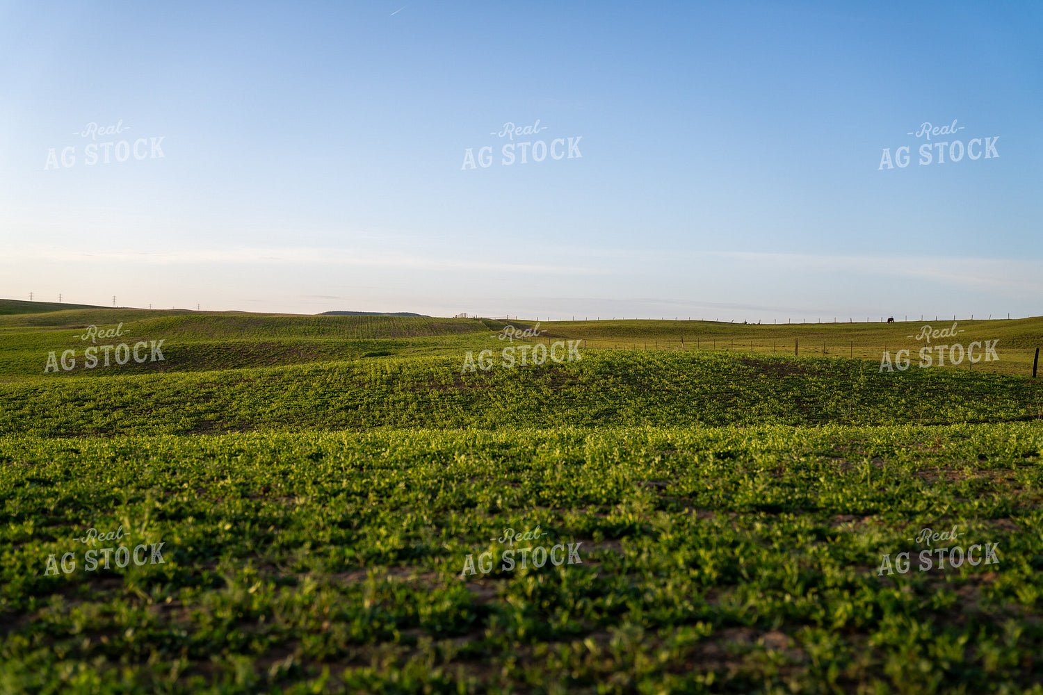 Serene Green Pasture Landscape Under a Clear Blue Sunny Sky 65335
