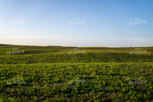 Serene Green Pasture Landscape Under a Clear Blue Sunny Sky 65335