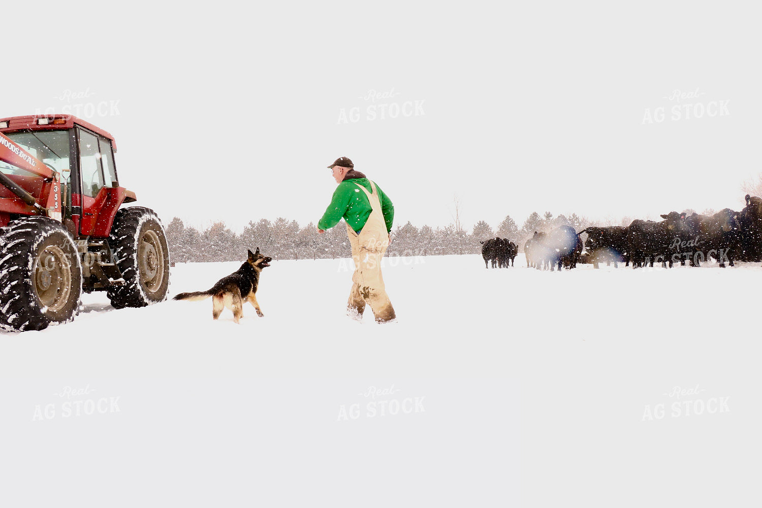 Cattle Producer Checking Snowy Cattle 299245