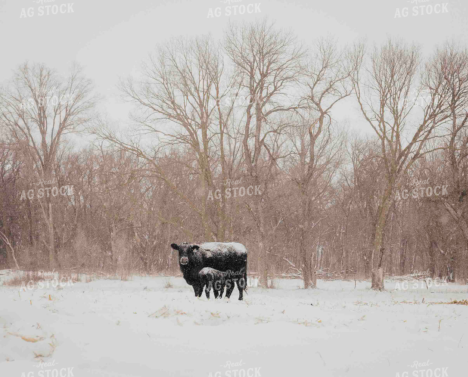 Angus Cow Calf Pair in Snow 180016