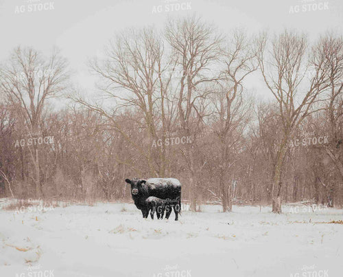 Angus Cow Calf Pair in Snow 180016