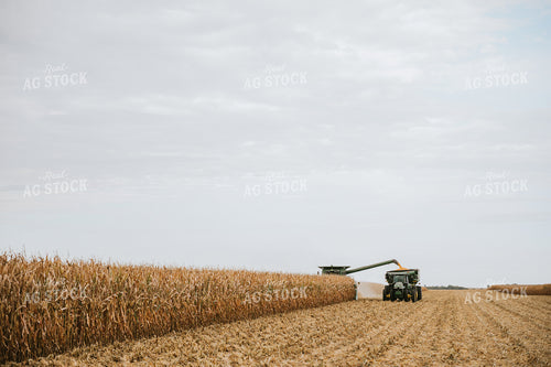 Corn Harvest 6634
