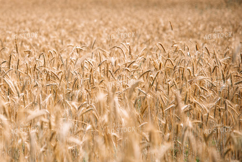 Wheat Field 137053