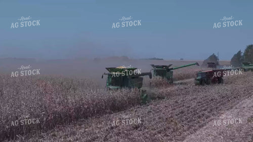 Corn Harvest 239019