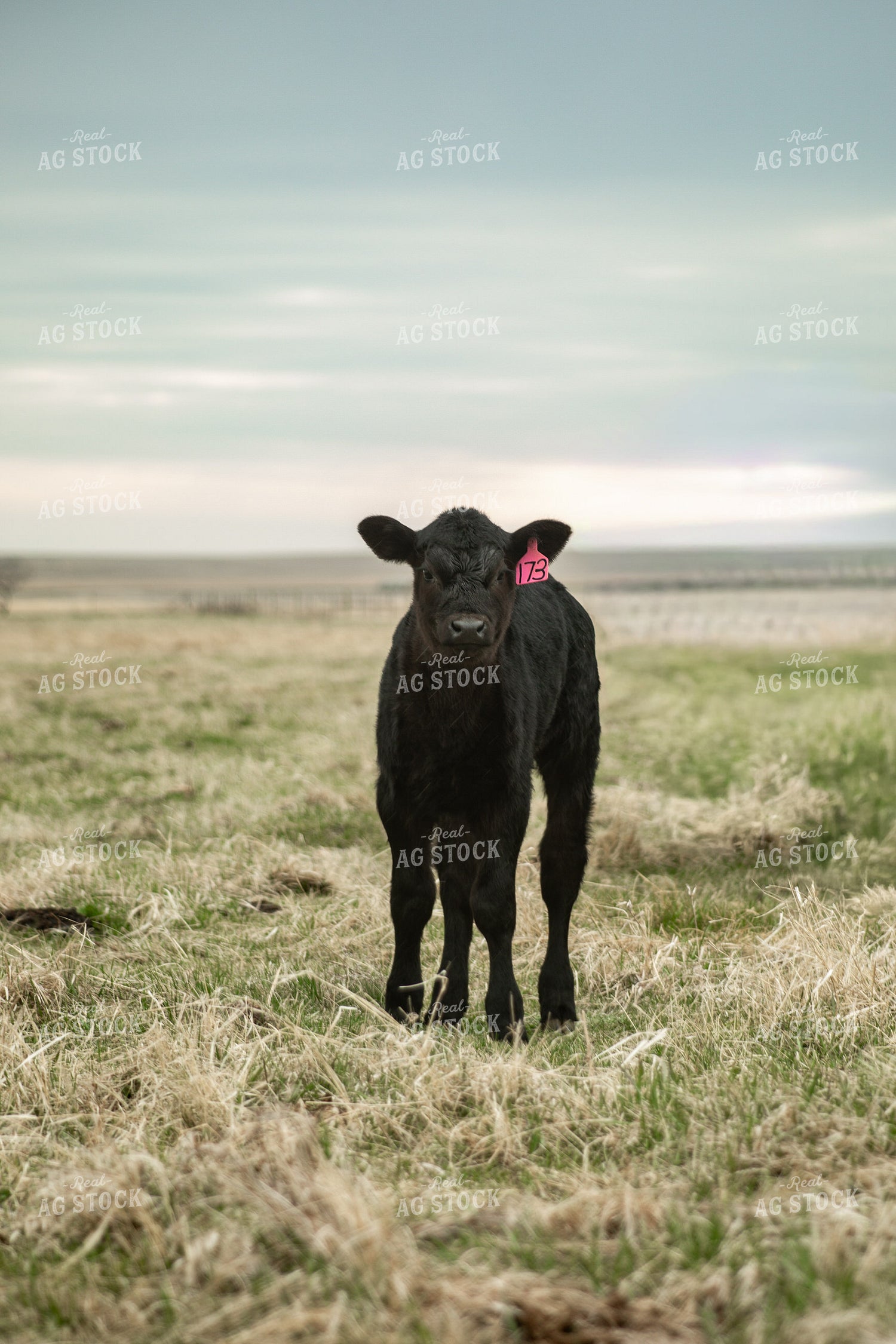 Black Angus Calf 155699