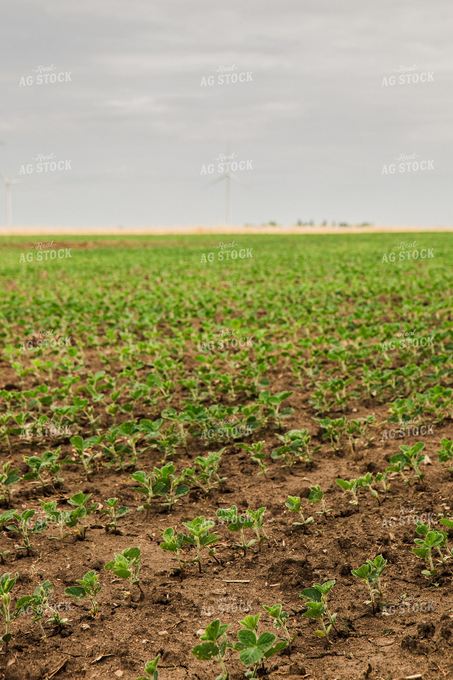 Early Growth Soybeans 67803