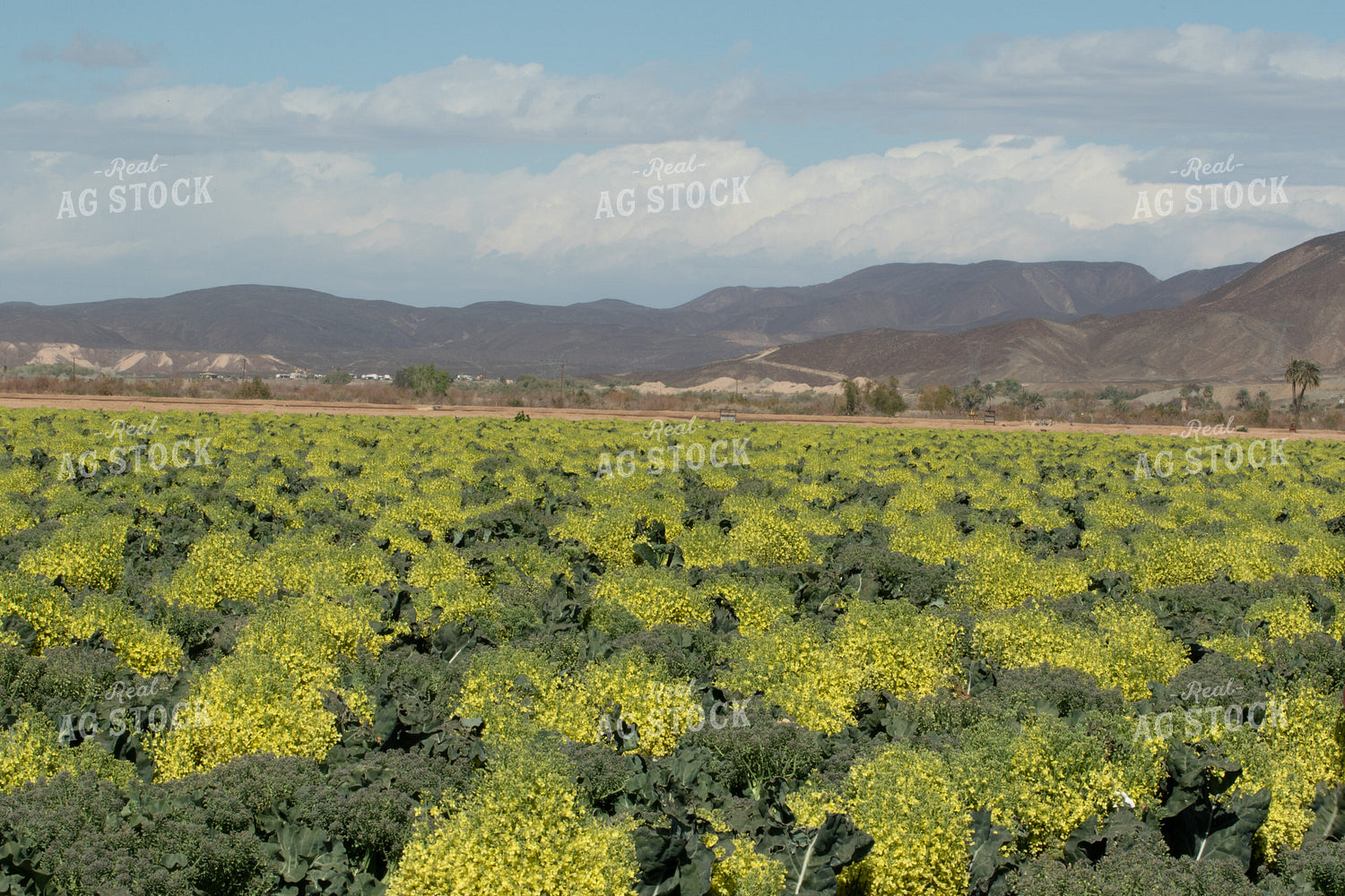 Broccoli Field 105031
