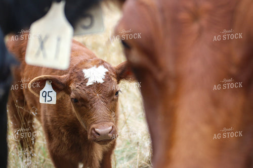 Angus Calf 82155