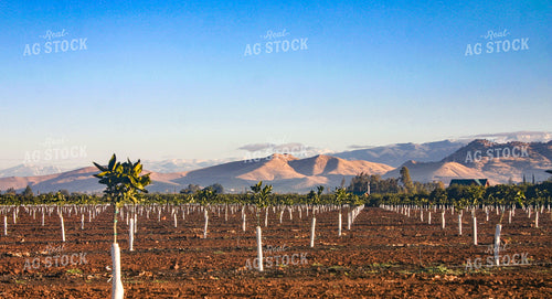 Citrus Tree Farm 188007