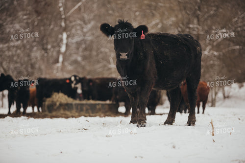 Angus Cow in Snowy Pasture 3759