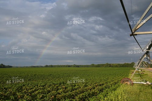 Rainbow Over Irrigated Cotton Field 149021