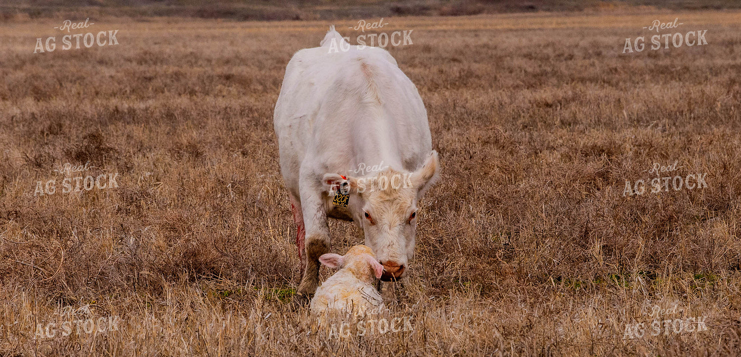 Charolais Cow Calf Pair 299052