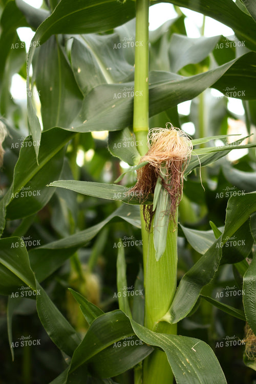 Sweet Corn Silks 191194