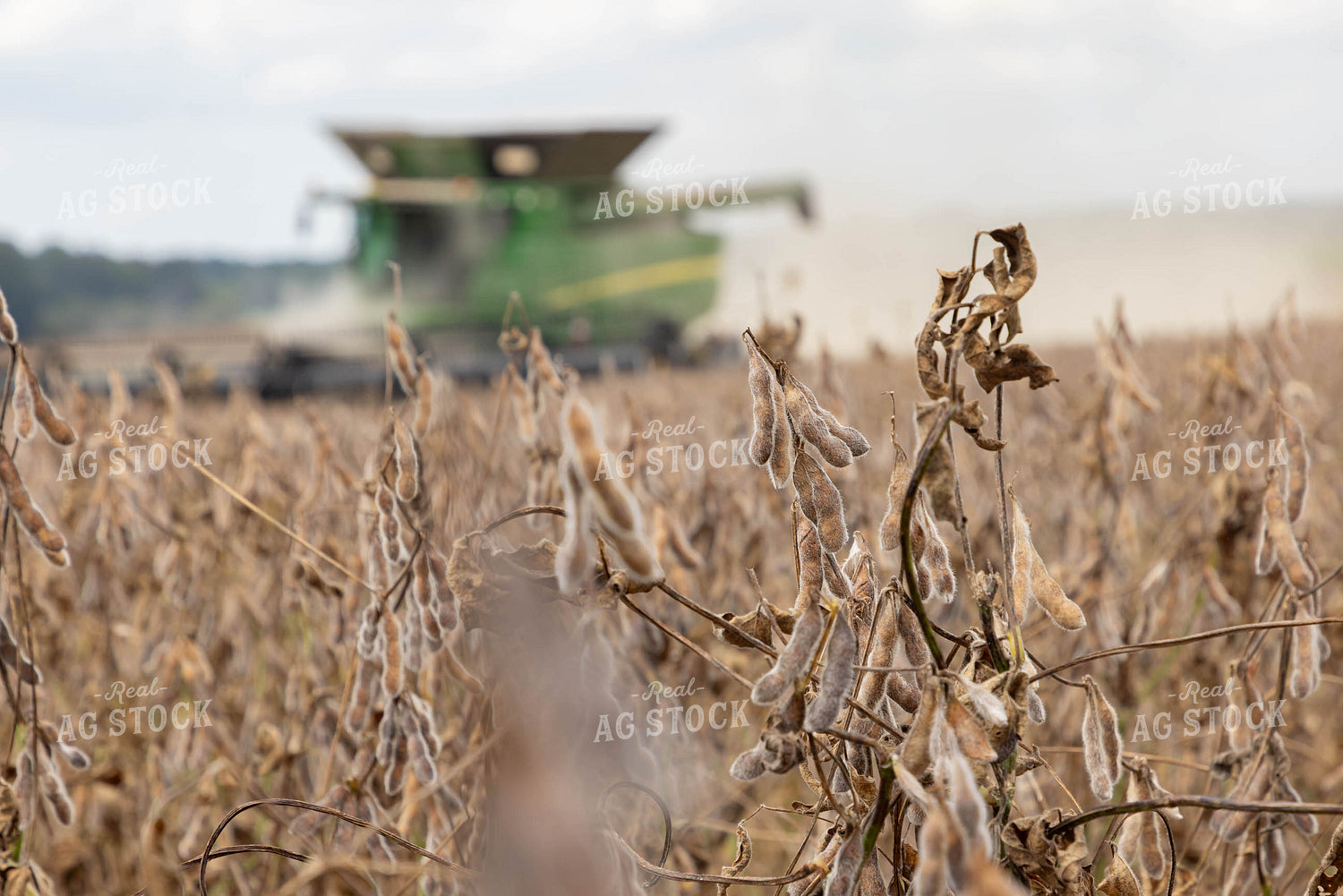 Dried Soybeans 79403