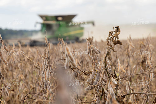 Dried Soybeans 79403
