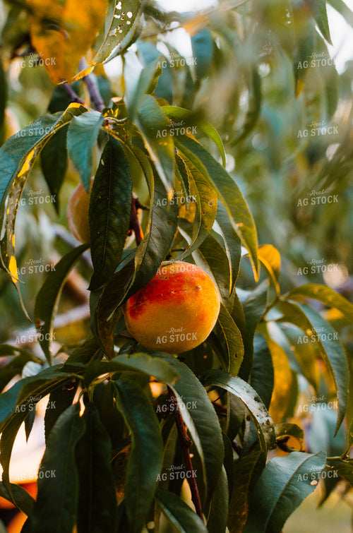 Peach Tree 125000