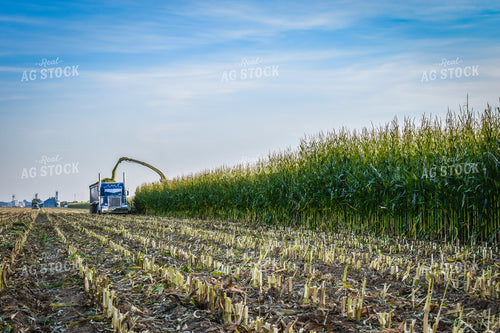 Silage Harvest 56244