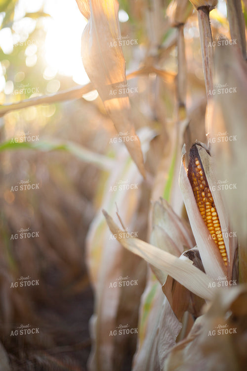 Corn - Dry 1355