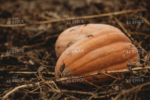 Food Pumpkins 3542