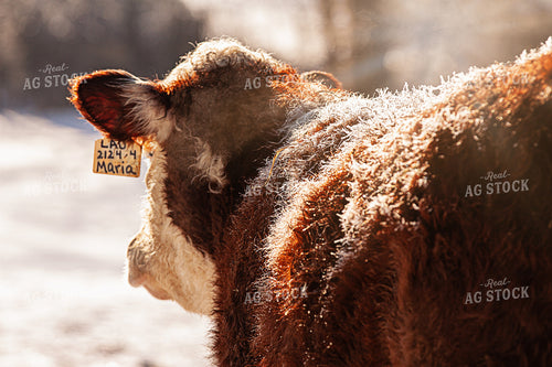 Hereford Cattle 150010