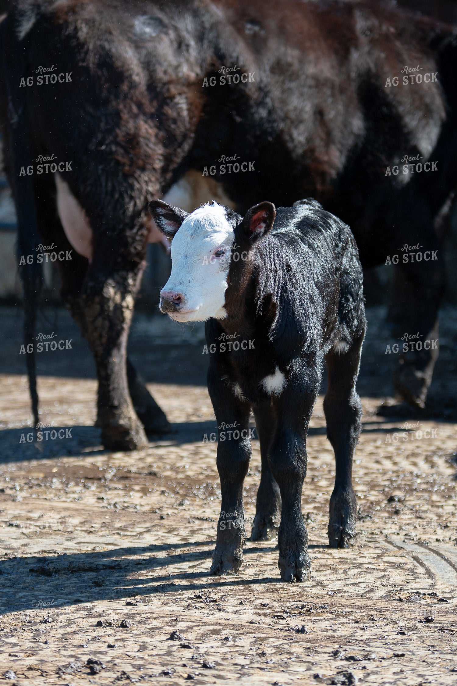 Calf 50475