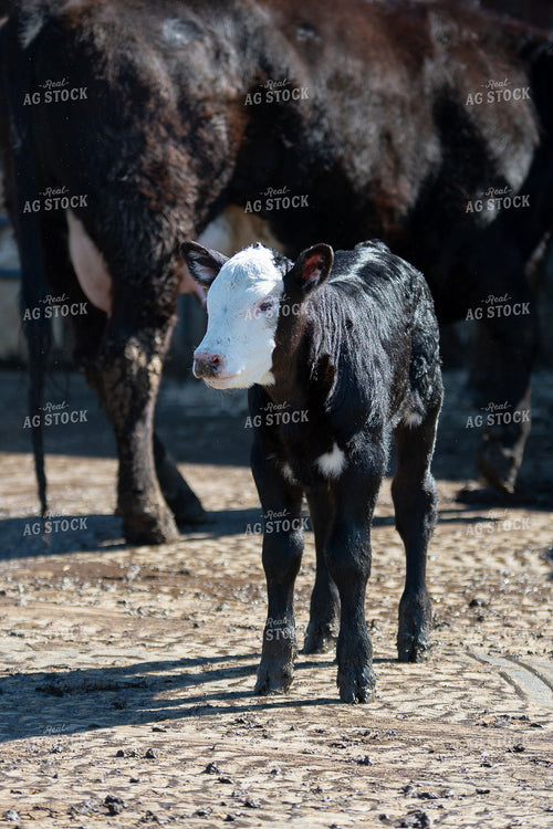 Calf 50475
