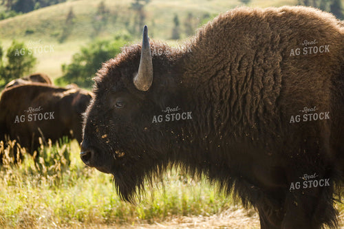 American Bison 261025