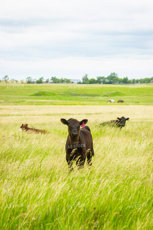 Angus Cross Calf 155247