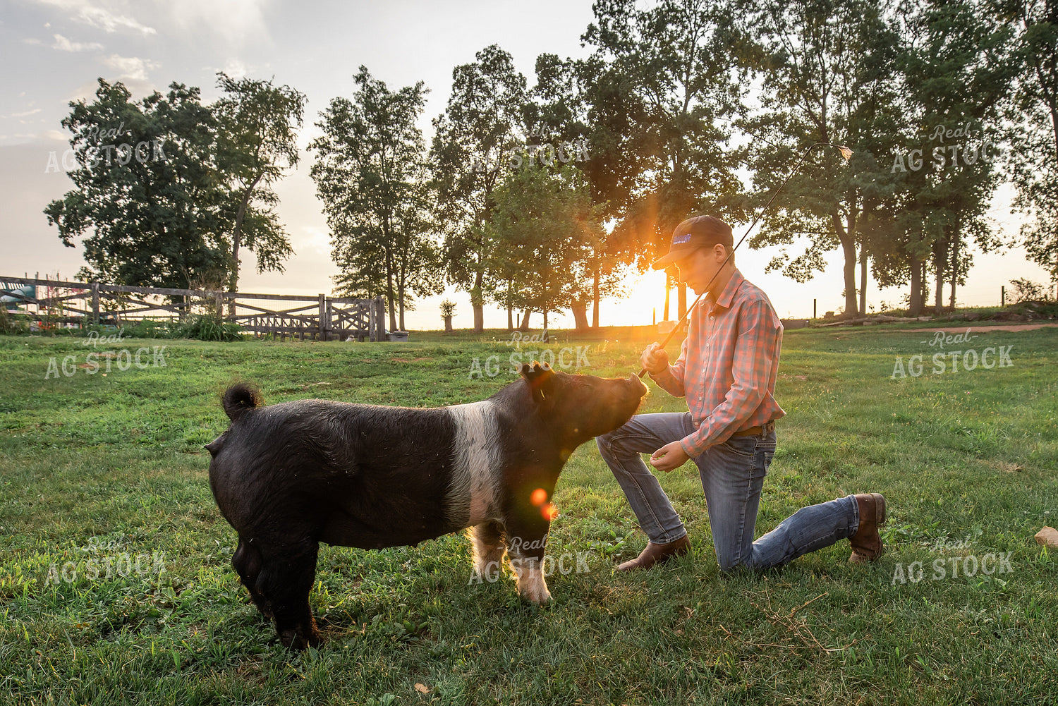 Farm Kid with Show Pig 270215