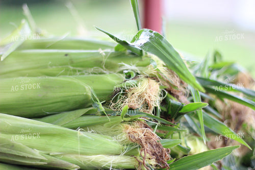 Up Close Stacked Sweet Corn 73031