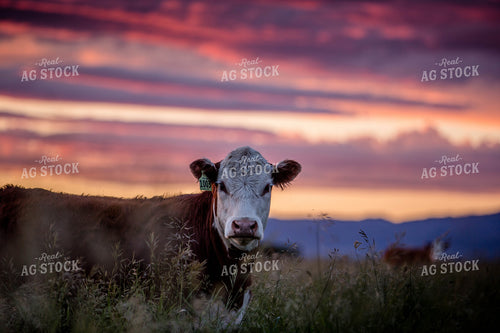 Hereford Cow at Sunset 81072
